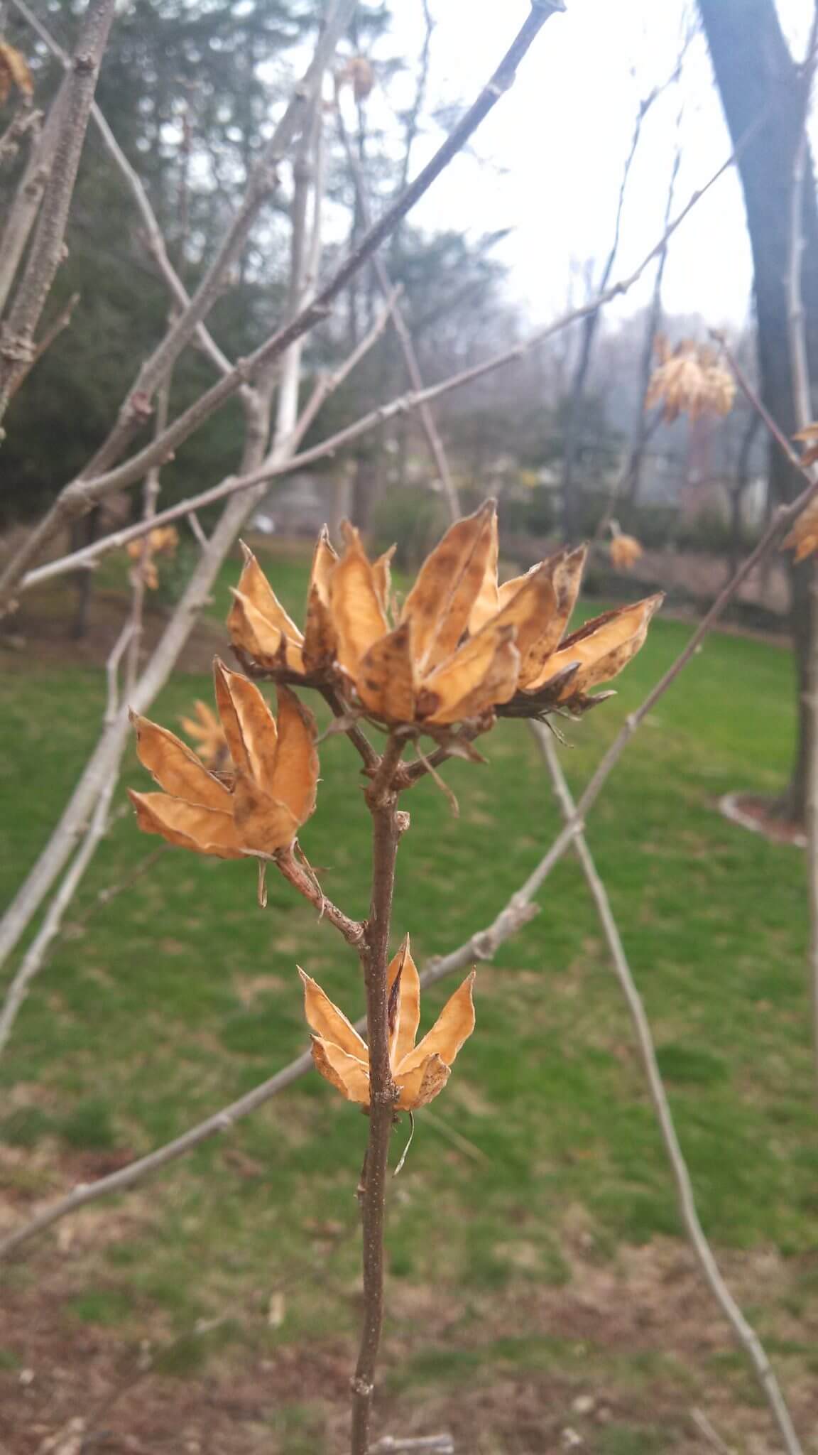 Rose of Sharon, A Beautiful EdibleEat The Eat The