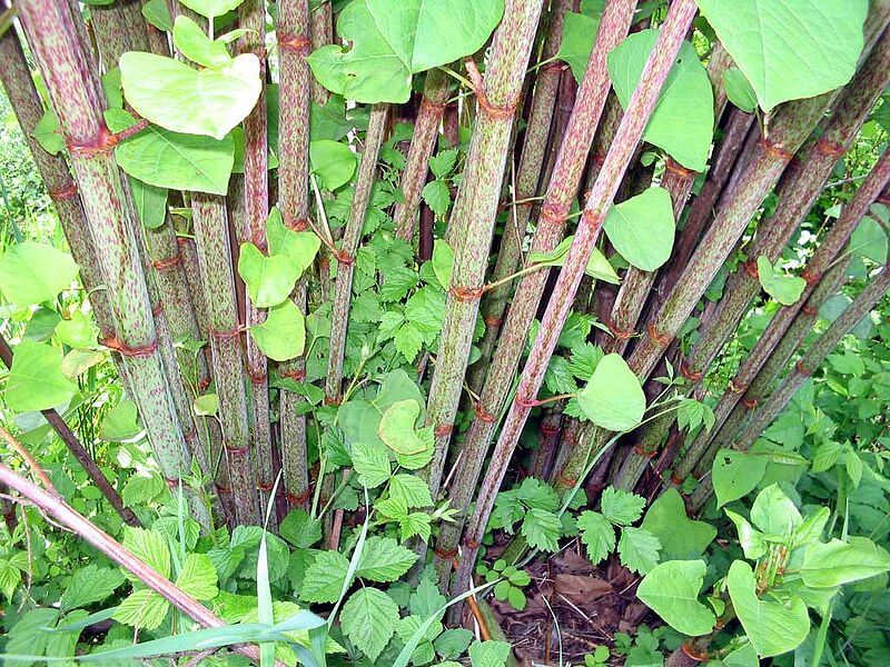 Japanese Knotweed, Invasive In The US, So Eat As Much As You’d Like