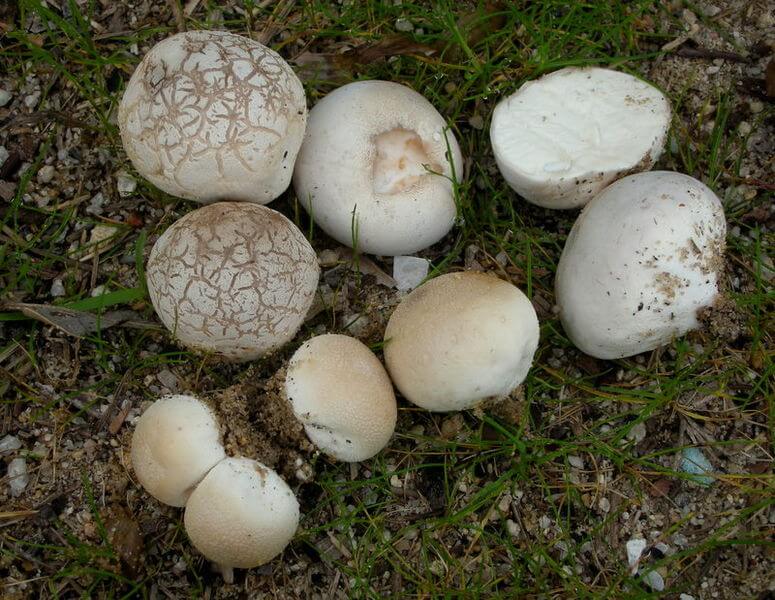 Oklahoma Mushroom Chart