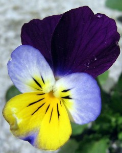 Blue, white, yellow and purple are common colorations together or apart