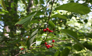 Spicebush berries and leaves