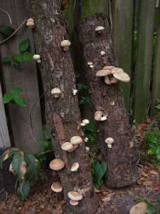 Lentinula edodes, Shiitake Mushrooms growing on a log