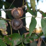 Carya ovata, Shagbark Hickory nuts and leaves