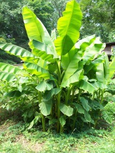 Musa basjoo, Japanese Banana growing in USDA Zone 5