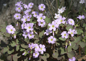 Oxalis violaceae, Violet Wood Sorrel leaves and flowers