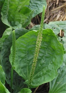 Yard Plantain Leaves and Stalk