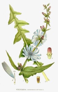 Cichorium intybus, Chicory Lower Leaves, Upper Leaves, and Flowers