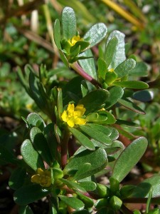 PPortulaca oleracea, Purslane Leaves and Flowers