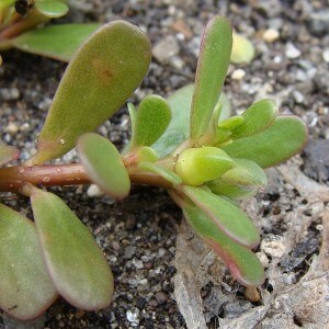 Portulaca oleracea, Purslane Leaves, Stem and Seed Pod