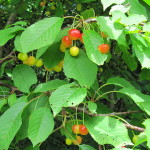 Prunus avium, Sweet Cherry leaves and fruit
