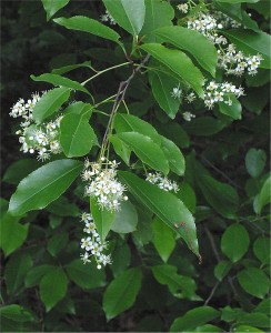 Prunus serotina, Black Cherry leaves and flowers