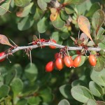Berberis thunbergii, Japanese Barberry fruits and leaves