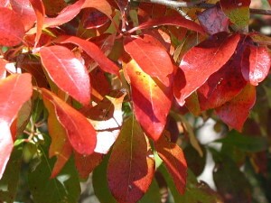 Nyssa sylvatica, Black Tupelo fall foliage