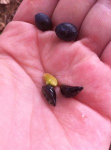 Nyssa sylvatica, Black Tupelo fruits