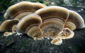 Trametes versicolor, Turkey Tail Mushroom