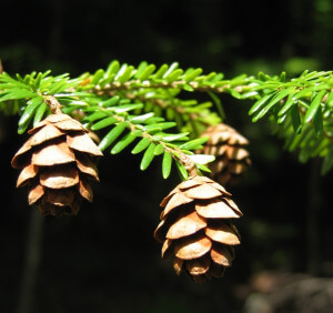 Tsuga Canadensis needles and cones