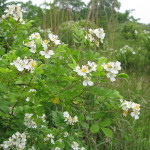 Rosa multiflora