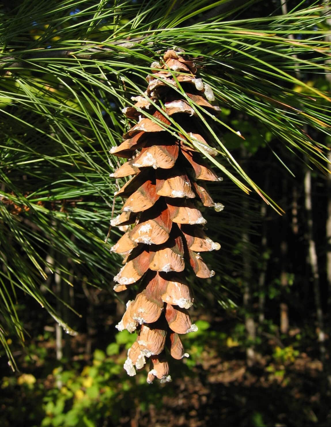 Pine tree fruit uses