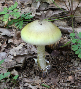 The extremely toxic Amanita phalloides (Deathcap Mushroom) can cause death with only 1 byte