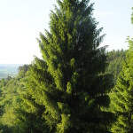 Norway Spruce (Picea abies)