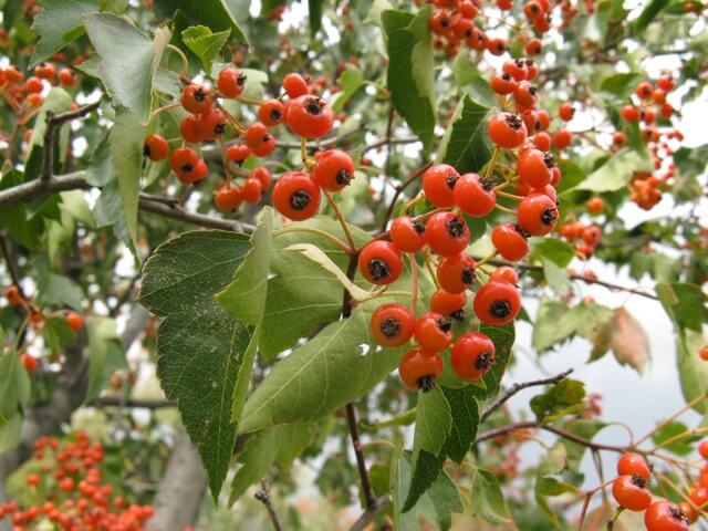 indian hawthorn berries poisonous to dogs