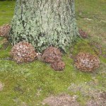 Hen of the Woods