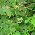 Wild Sarsaparilla (Aralia nudicaulis)