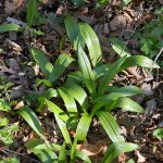 Wild Leeks (Allium tricoccum)