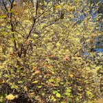 American witch hazel (Hamamelis virginiana)