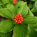 Bunchberry (Cornus canadensis)
