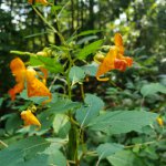 Jewelweed (Impatiens capensis)