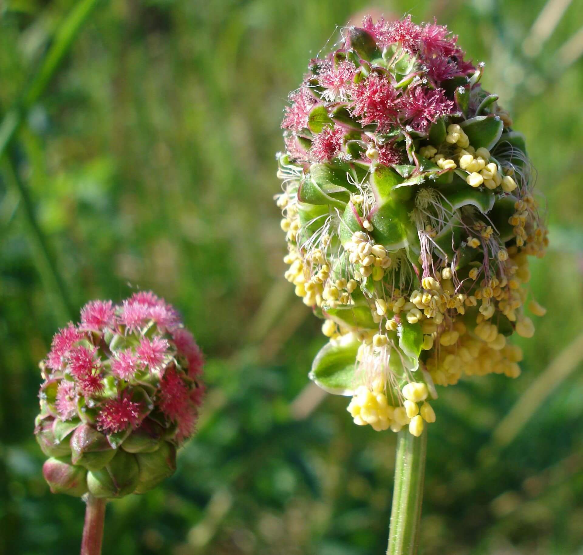 Burnet, Nutritious Leaves and a Herbal Healing History - Eat The Planet