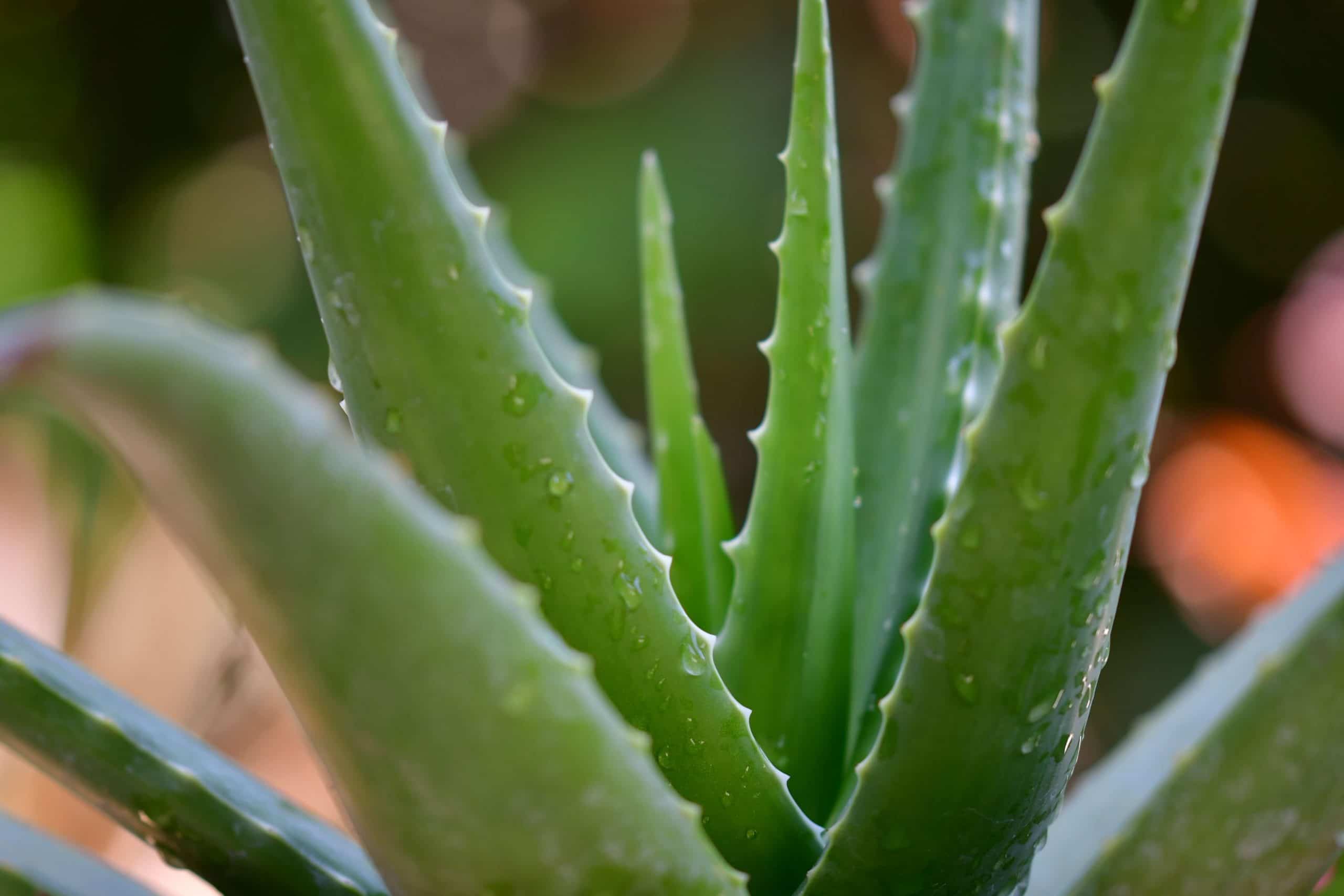 Aloe Vera and its soothing properties - Eat The Planet
