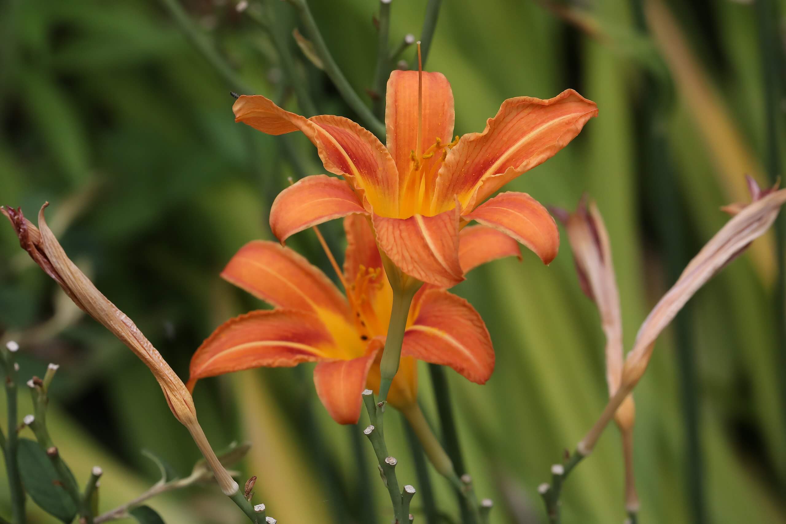 Day Lily, an Ornate and Versatile Edible - Eat The Planet