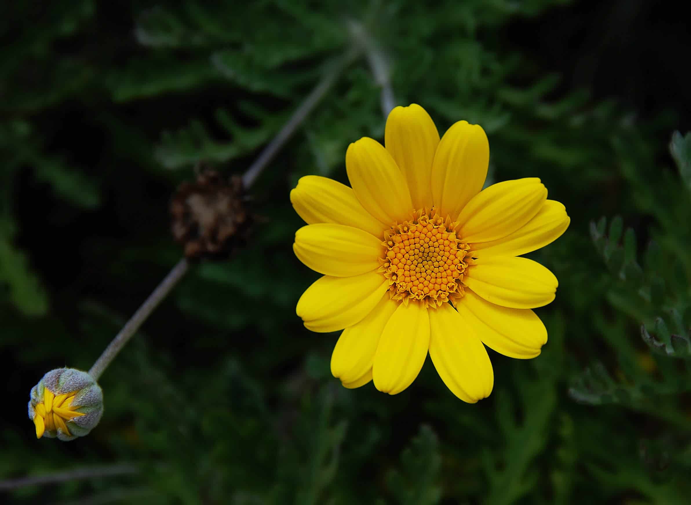 chamomile-just-a-tinge-brightens-up-your-day-eat-the-planet