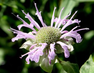 Monarda Fistulosa - American Herb