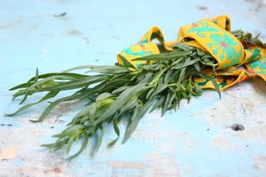 Tarragon - American Native Herb