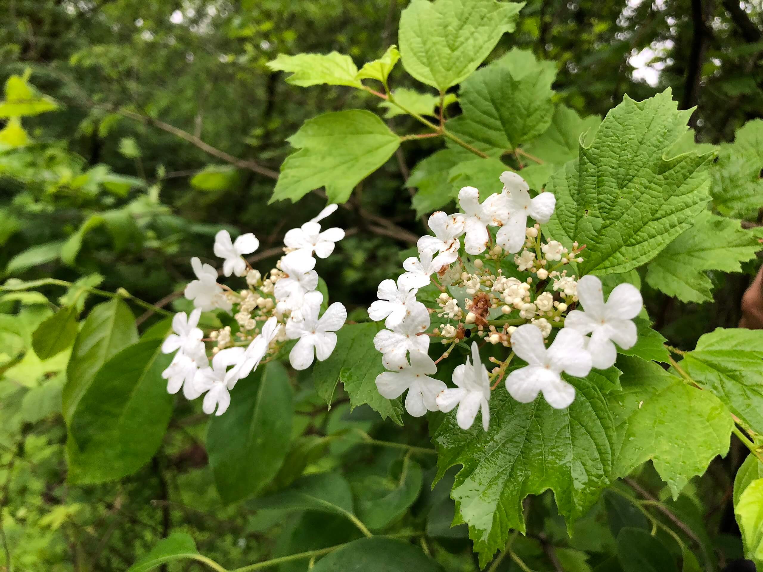 Two clusters of delicate white flowers blooming on the American Cranberrybush