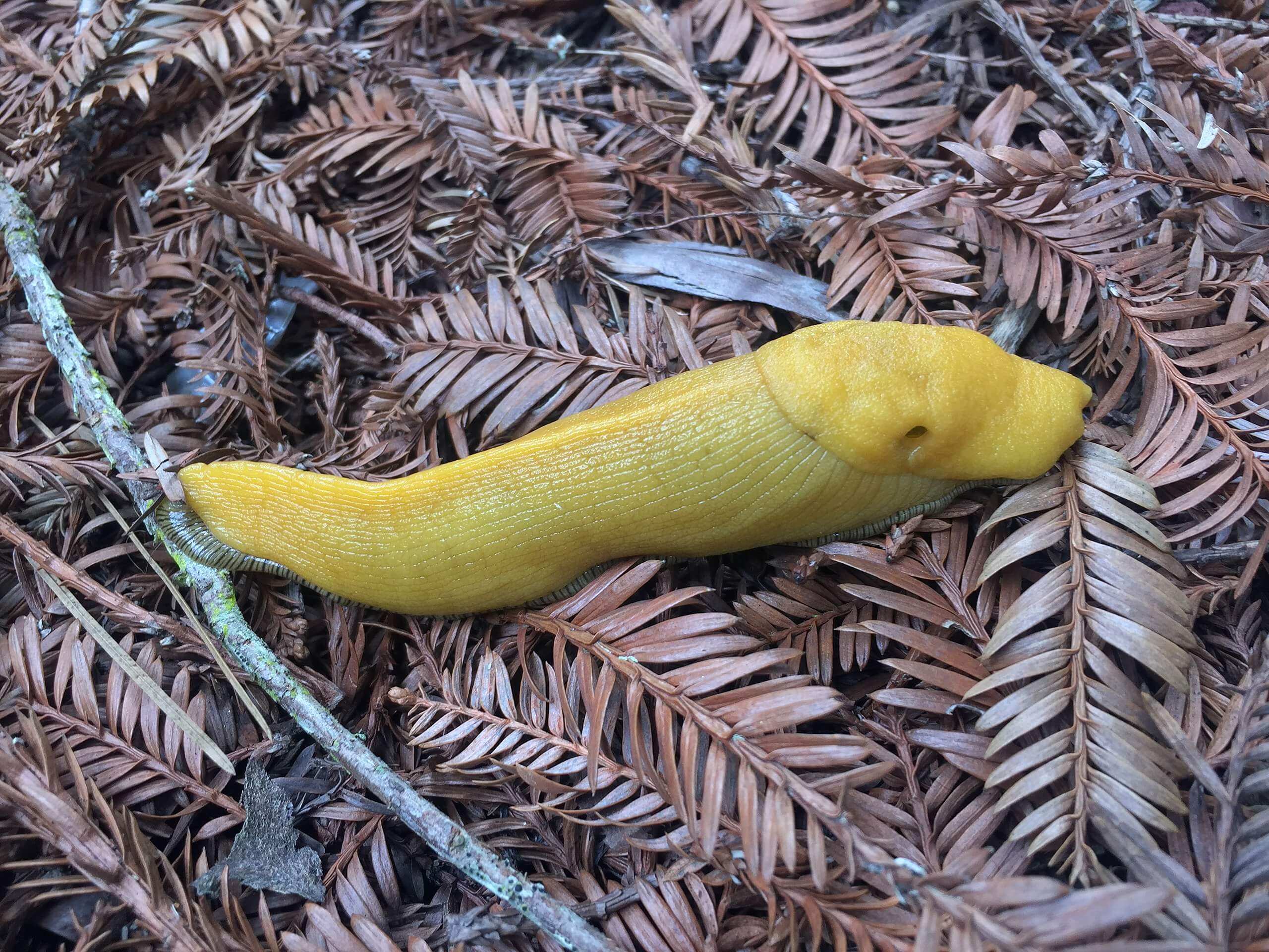 The California Banana Slug