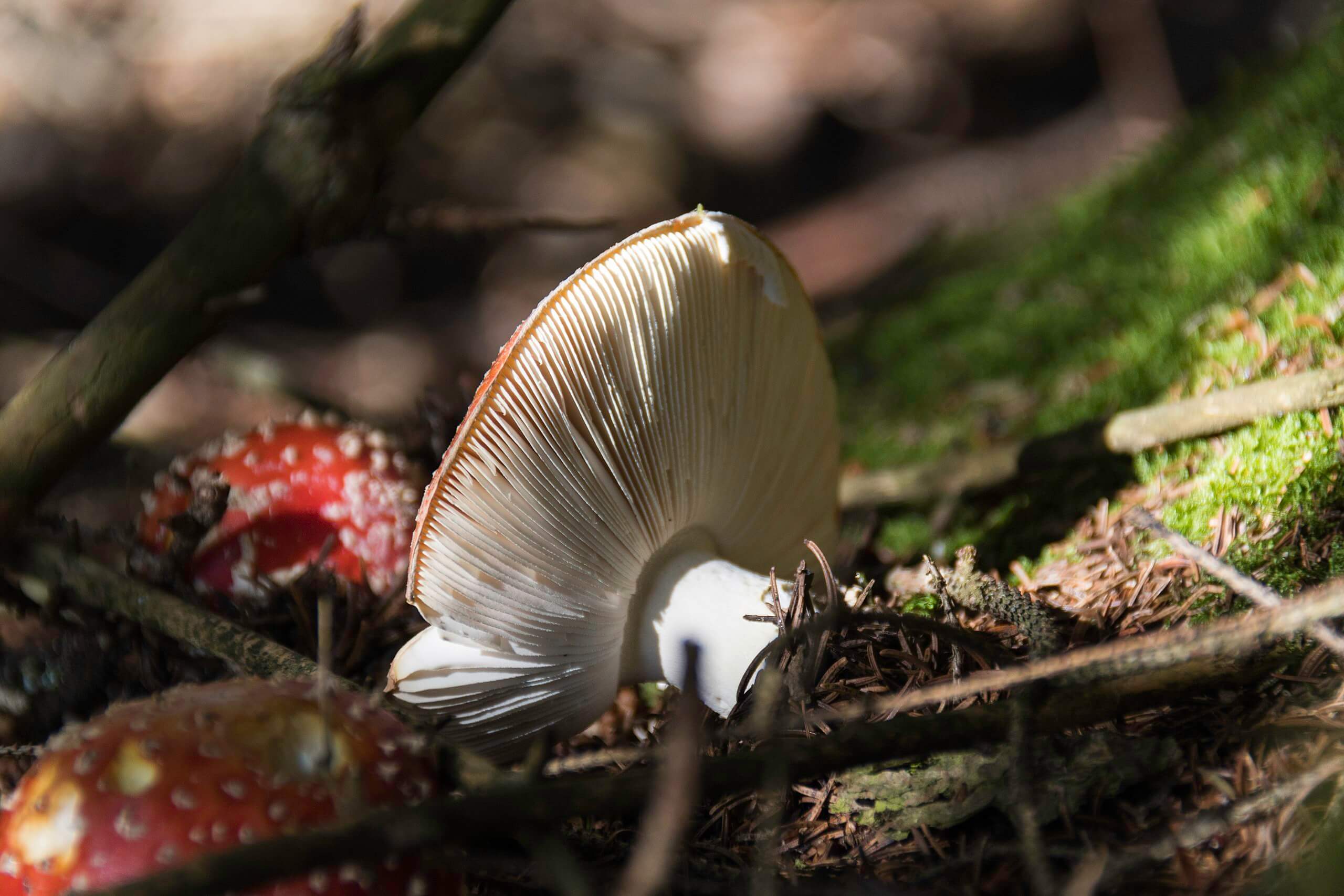 The gills of the Fly Agaric