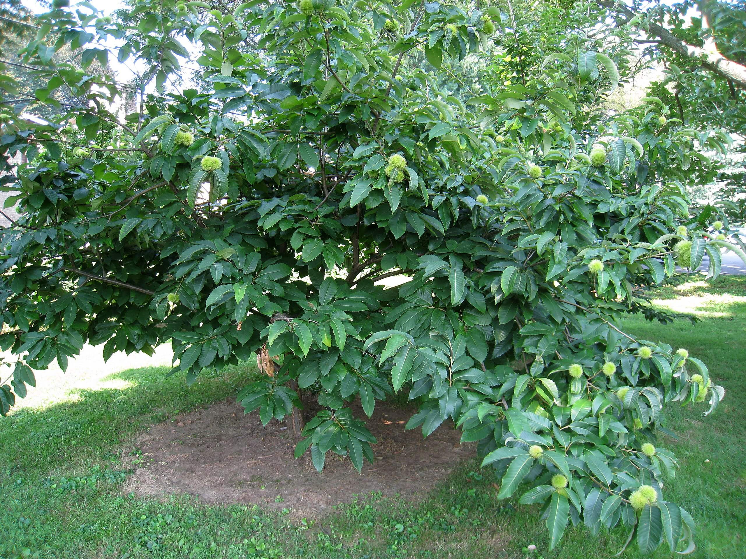 A Small American Chestnut Tree