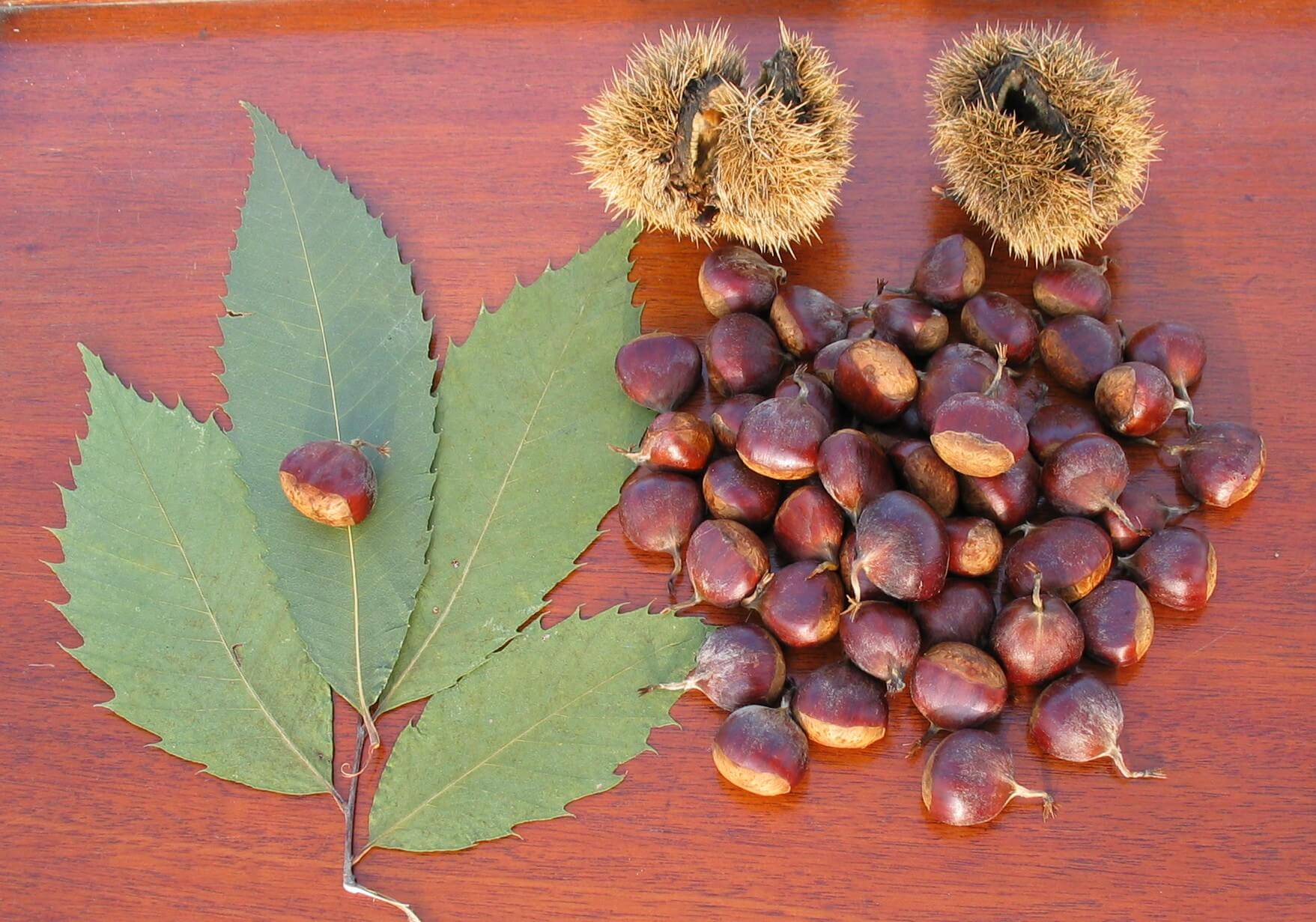 American Chestnut leaves, burrs and nuts