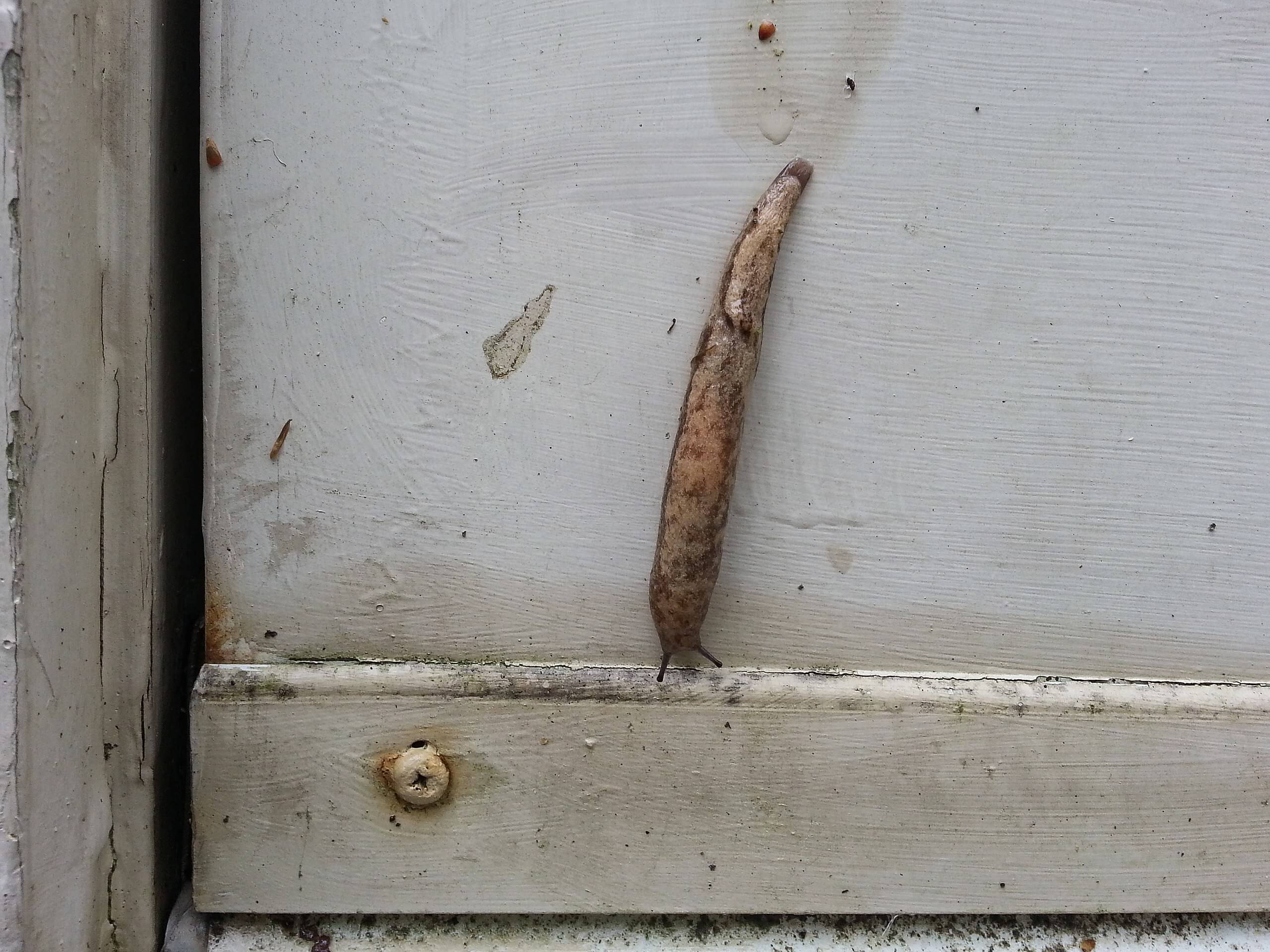 The Carolina Mantleslug Slug On a Door