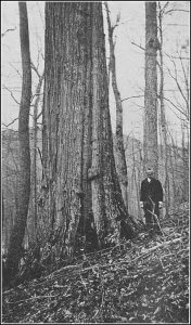 An old photo of a large American chestnut tree trunk with a man standing next to it for scale.