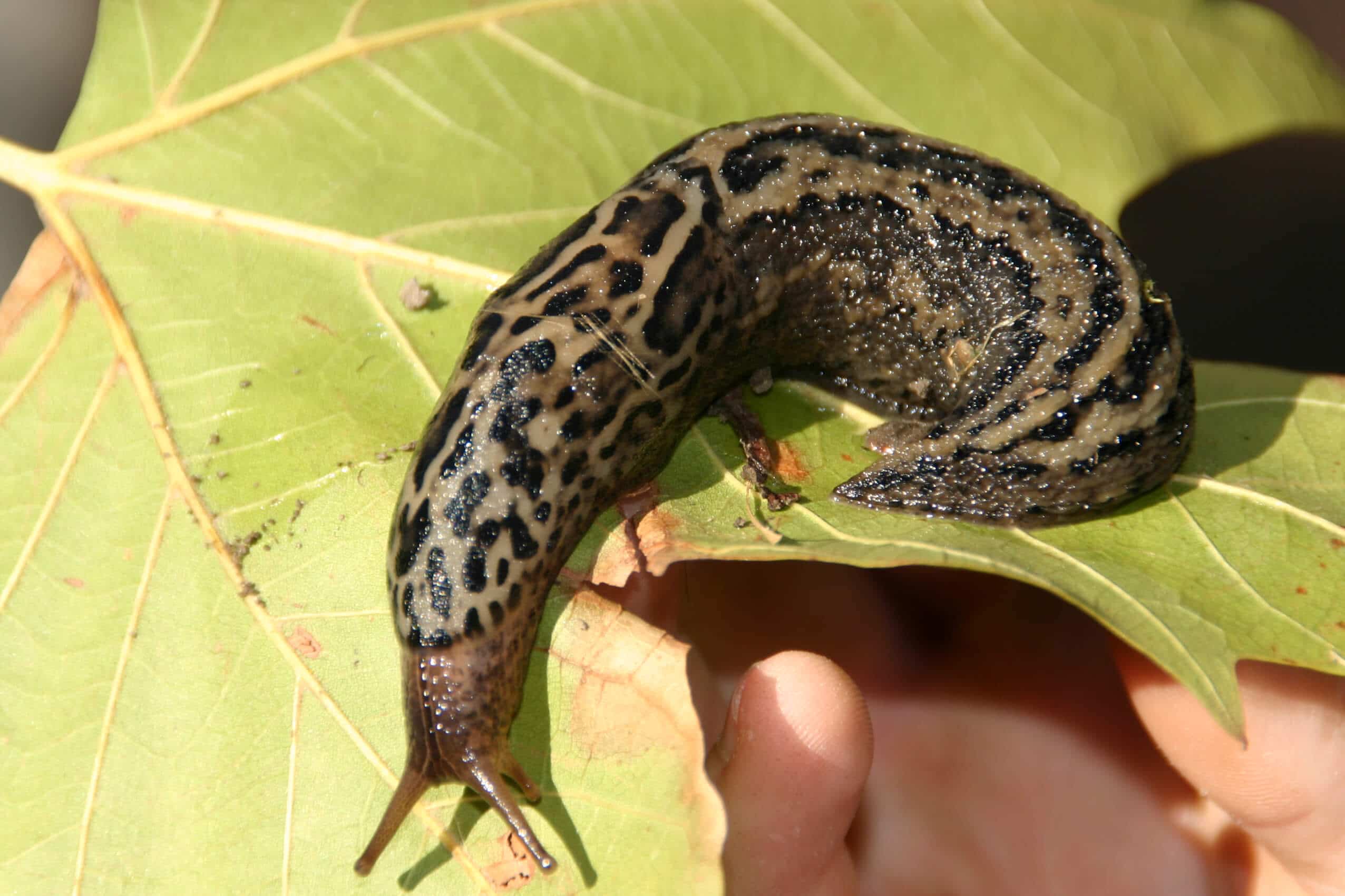 The Invasive But Edible Leopard Slug