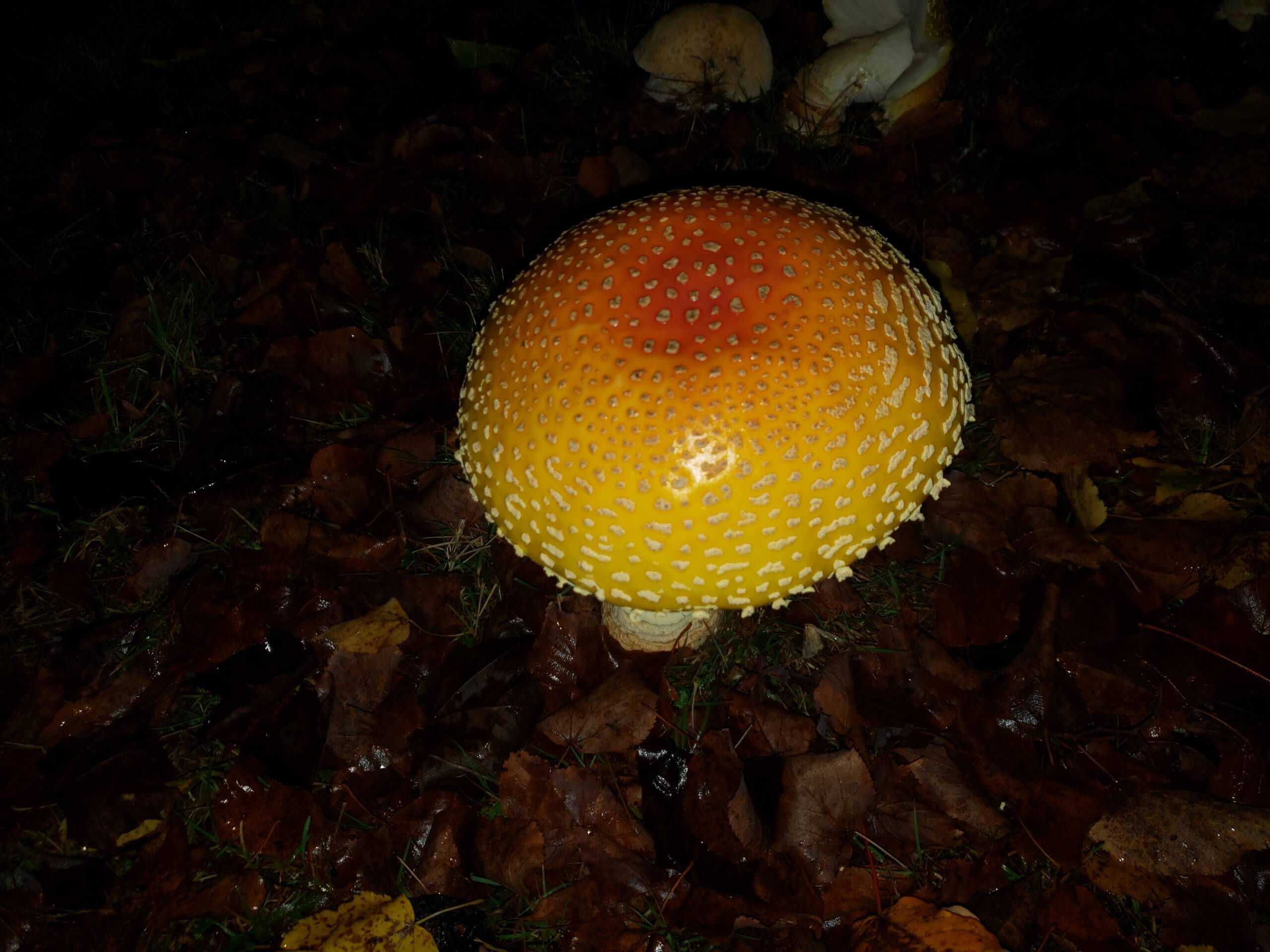 The Yellow/Orange Cap of the American Yellow Fly Agaric Mushroom