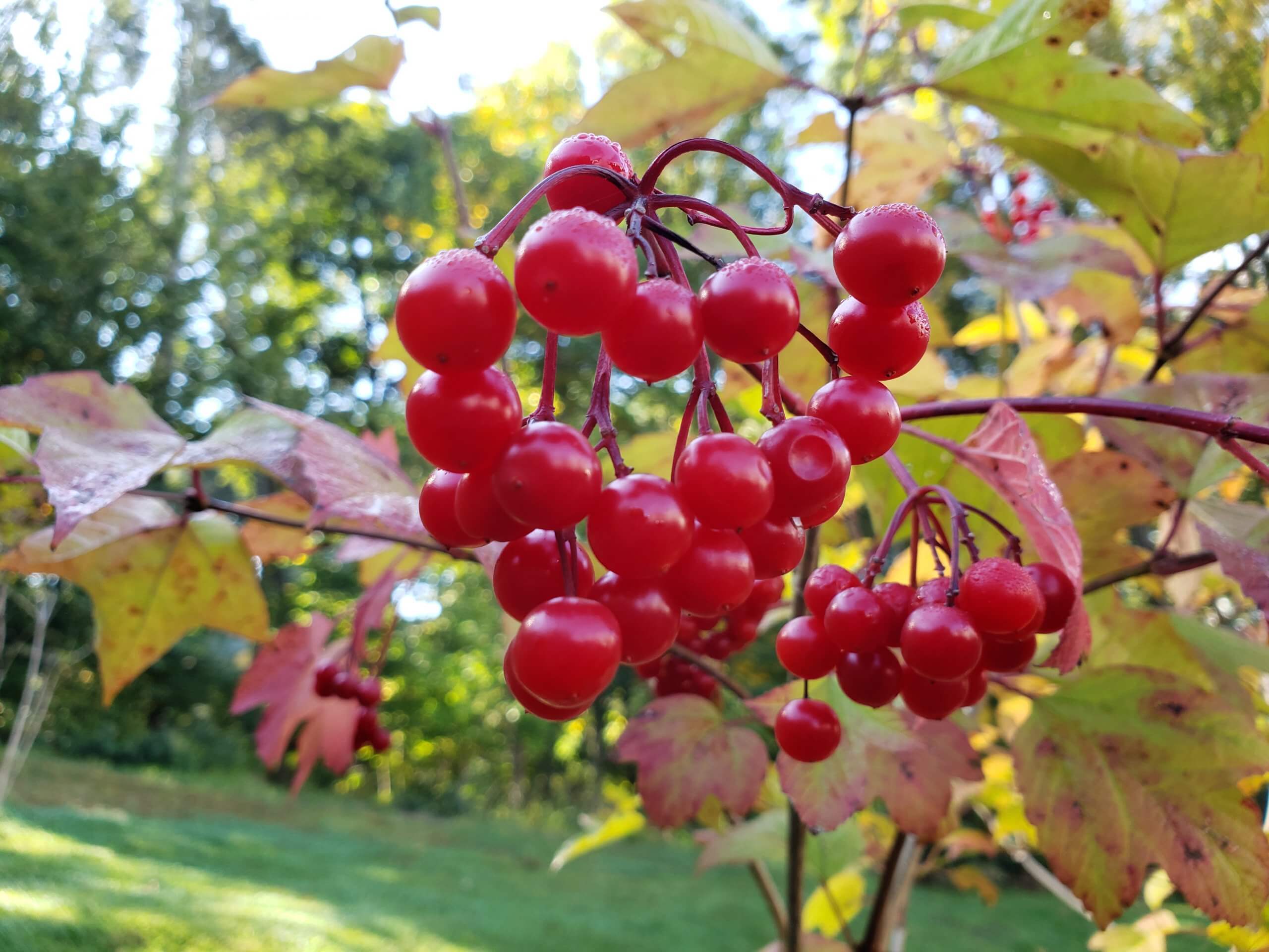 A close up of a cluster of bright red American Crannberrybush berries