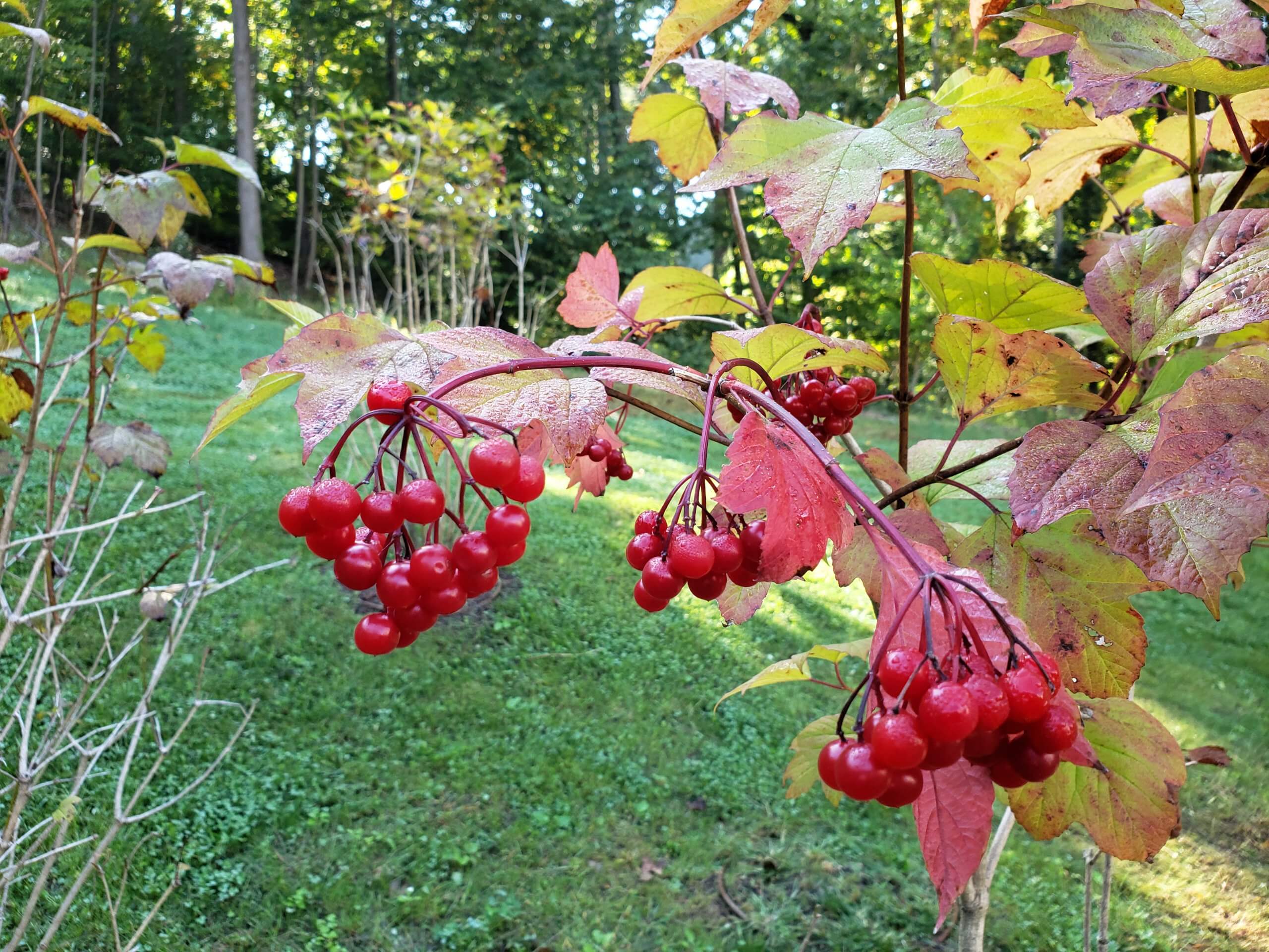 Leaves are setting to turn red as autumn approaches. Cluster of ruby red berries sit in the foreground.