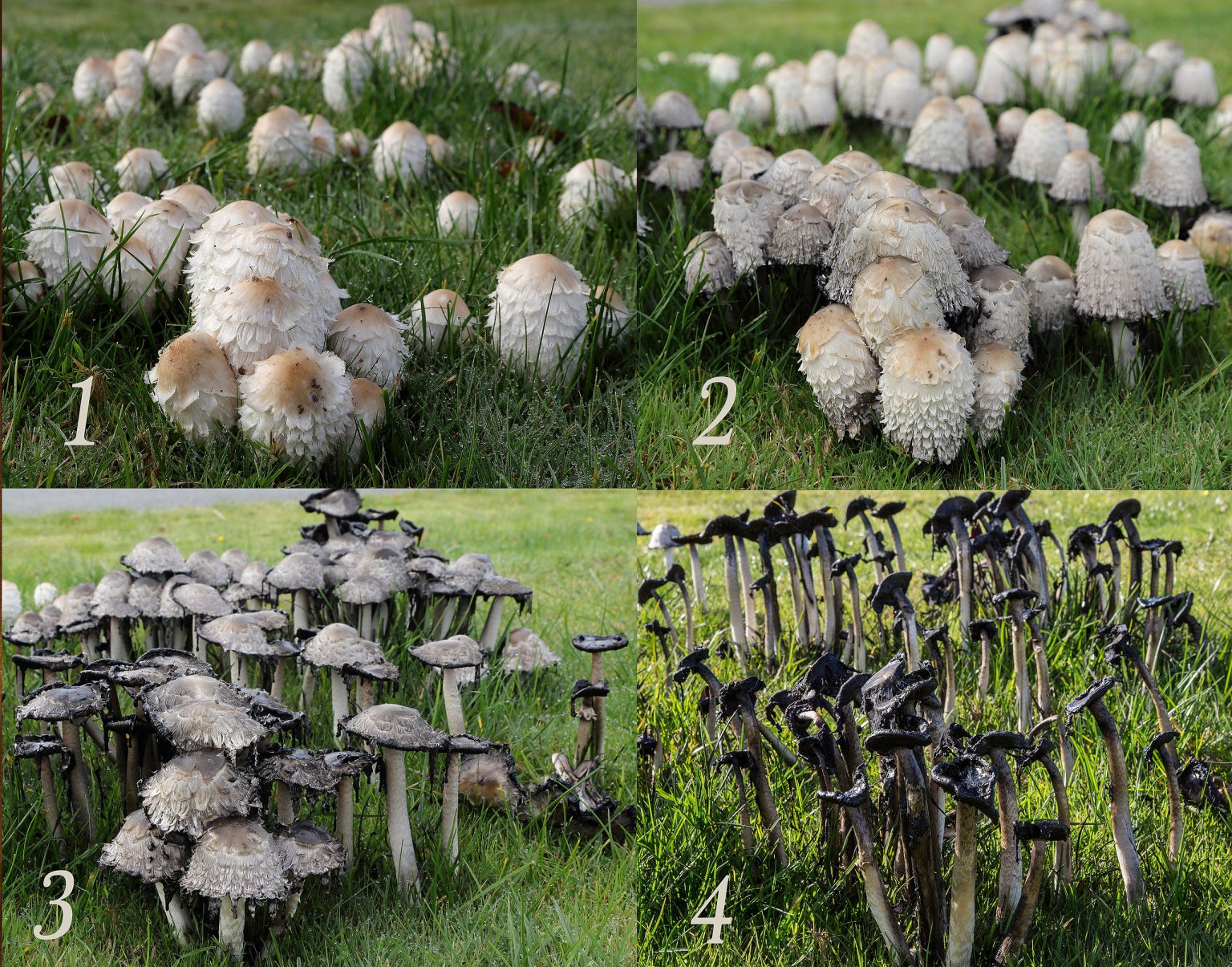 Foraging The Shaggy Mane Mushroom Coprinus Comatus Eat The Planet