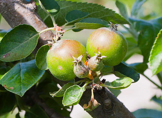 Two Ripening Domesticated Apples (Malus domestica)